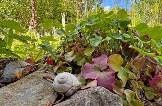 Lager kaufen in Ehrauberge, 06632 Freyburg, Logenplatz in der Natur: Romantisches Gartengrundstück mit Weinberghäuschen