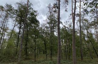 Immobilie kaufen in 91315 Höchstadt, Großflächiger Wald mit toller Zuwegung - primär Kiefer und Eiche - gegen Gebot!