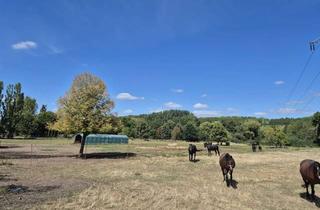 Immobilie kaufen in 99867 Gotha, Ihr neuer Reitstall mit großzügigen Flächen