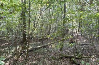 Anlageobjekt in 04828 Bennewitz, Waldfläche mit verpachteter Teilfläche in Bennewitz