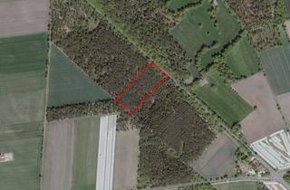 Grundstück zu kaufen in 31311 Uetze, Uetze - Eltze - Waldgrundstück Nähe Kreuzkrug