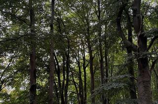 Grundstück zu kaufen in 25551 Hohenlockstedt, Waldgrundstück mit wertvollem Laubholzbestand – ca. 3,2 ha in Hohenlockstedt