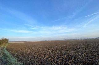 Gewerbeimmobilie kaufen in 64521 Groß-Gerau, Bestes Ackerland mit Brunnenzugang in bevorzugter landwirtschaftlicher Lage von Wallerstädten