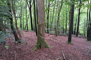 Immobilie kaufen in 42477 Radevormwald, Grundstückspaket aus Wald- und Gewässeranteilen