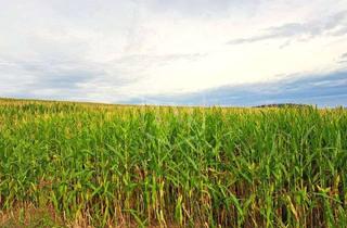 Immobilie kaufen in 37619 Bodenwerder, Landwirtschaftliche Liegenschaft bei Bodenwerder im Weserbergland