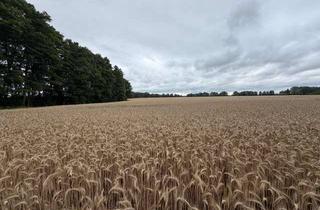 Gewerbeimmobilie kaufen in 19230 Belsch, ca. 30,5 ha Landwirtschaftsfläche-Forst in MV bei Redefin!