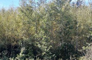 Gewerbeimmobilie kaufen in 92559 Winklarn, Attraktive Waldfläche in Muschenried – ca. 1,49 ha mit gesicherter Zuwegung