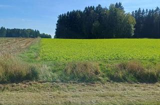Gewerbeimmobilie kaufen in 92559 Winklarn, "Landwirtschaftliche Ackerfläche in Muschenried/Winklarn – gute Zufahrt & nahezu ebene Lage"