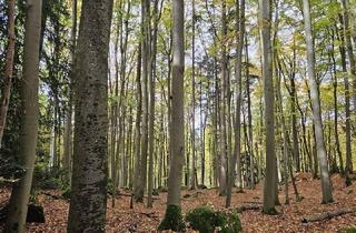 Grundstück zu kaufen in 91327 Gößweinstein, Wald bei Gössweinstein zu verkaufen !