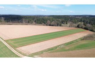 landwirtschaftliche Fläche kaufen in 85113 Böhmfeld, Ackerland in Böhmfeld - 7.100 m²