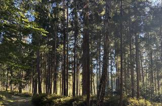 Immobilie kaufen in 95703 Plößberg, Waldfläche bei Plößberg