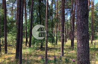 Immobilie kaufen in 29596 Stadensen, Wald als wertbeständige Investition – ca. 2,8 ha Forstfläche in der Gemarkung Nienwohlde