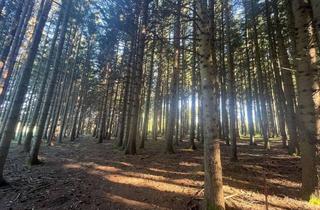 Gewerbeimmobilie kaufen in 87452 Altusried, WERDEN SIE WALDBESITZER!!! Waldgrundstück in der Nähe von Kimratshofen