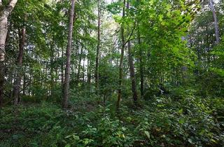 Gewerbeimmobilie kaufen in 19417 Jesendorf, Ca. 47,8 ha arrondierter Waldbesitz in idyllischer Seelage mit vielfältiger Baumartenstruktur